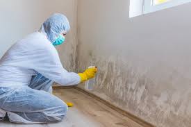 Best Mold Damage Restoration  in Rangely, CO